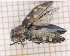  (Trachypteris picta decostigma - LPRC2021-2947)  @11 [ ] Creative common (2022) Julien Touroult Museum national d'Histoire naturelle, Paris