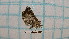  (Peribatodes rhomboidaria - BC-LPRCorse4507)  @11 [ ] by-sa - CreativeCommons (2020) Rodolphe Rougerie Muséum National d'Histoire Naturelle