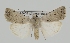  (Caradrina fuscicornis - BC-JB0443)  @11 [ ] Creative common (2022) Jérôme Barbut Museum national d'Histoire naturelle, Paris