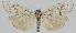  (Coscinia bifasciata - BC-LPRCorse2287)  @11 [ ] Copyright (2020) Jérôme Barbut Research Collection MNHN