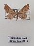  (Eupithecia scopariata graslinaria - BC AL Geo 00715)  @11 [ ] CC-by (2023) Antoine Leveque MNHN
