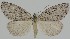  (Pachycnemia hippocastanaria - LPRC2021-0047)  @14 [ ] CC-By (2021) Antoine Lévêque Muséum national d'Histoire naturelle