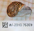  (Marmorana serpentina - MNHN-IM-2013-76309)  @11 [ ] Copyright (2020) Olivier Gargominy Museum national d'Histoire naturelle