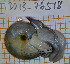  (Tacheocampylaea raspailii - MNHN-IM-2013-76518)  @11 [ ] Copyright (2020) Olivier Gargominy Museum national d'Histoire naturelle