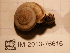  (Chilostoma frigidum - MNHN-IM-2013-76616)  @11 [ ] Copyright (2020) Olivier Gargominy Museum national d'Histoire naturelle