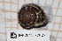  (Massylaea vermiculata - MNHN-IM-2013-77607)  @11 [ ] CC-By (2022) Olivier Gargominy Museum national d'Histoire naturelle, Paris