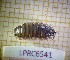  (Porcellio orarum - LPRC6541)  @11 [ ] Copyright (2020) Franck Noël Unspecified