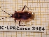  (Calocoris nemoralis - BC-LPRCorse 3964)  @11 [ ] Copyright (2019) Rodolphe Rougerie Research Collection of Rodolphe Rougerie