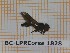  (Platycheirus muelleri - BC-LPRCorse1828)  @11 [ ] Copyright (2020) Thomas Lebard Unspecified