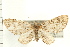  (Eupithecia longipalpata - PFC-2006-0118)  @15 [ ] CreativeCommons - Attribution (2008) Unspecified Centre for Biodiversity Genomics