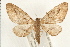  (Eupithecia unicolor - PFC-2006-0486)  @14 [ ] CreativeCommons - Attribution (2008) Unspecified Centre for Biodiversity Genomics