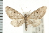  (Eupithecia misturata - PFC-2006-1797)  @15 [ ] CreativeCommons - Attribution (2009) Unspecified Centre for Biodiversity Genomics