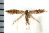  (Tischeria ceanothi - PFC-2006-1507)  @14 [ ] CreativeCommons - Attribution (2009) Unspecified Centre for Biodiversity Genomics