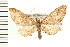  (Eupithecia unicolor - PFC-2006-1695)  @14 [ ] CreativeCommons - Attribution (2009) Unspecified Centre for Biodiversity Genomics