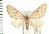  (Eupithecia misturata - PFC-2006-1799)  @15 [ ] CreativeCommons - Attribution (2009) Unspecified Centre for Biodiversity Genomics