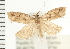  (Epinotia subviridis - PFC-2006-1972)  @14 [ ] CreativeCommons - Attribution (2009) Unspecified Centre for Biodiversity Genomics