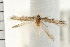  (Oxyethira serrata - PFC-2006-2650)  @13 [ ] CreativeCommons - Attribution (2009) Unspecified Centre for Biodiversity Genomics
