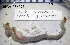  (Lyrodus takanoshimensis - PCMB51854)  @11 [ ] by-nc-nd (2024) N. Treneman Bishop Museum