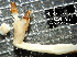  (Lyrodus mersinensis - PCMB55051)  @11 [ ] by-nc-nd (2024) N. Treneman Bishop Museum