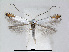  (Lyonetia clerkella - RMNH.5007937)  @14 [ ] CreativeCommons - Attribution Non-Commercial Share-Alike (2015) Unspecified Naturalis Biodiversity Centre