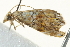  (Glaucocharis natalensis - BIOUG02063-A12)  @13 [ ] CreativeCommons - Attribution (2012) CBG Photography Group Centre for Biodiversity Genomics