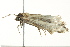  (Acrapex albivena - BIOUG02079-B07)  @13 [ ] CreativeCommons - Attribution (2012) CBG Photography Group Centre for Biodiversity Genomics
