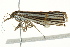  (Aurotalis nigrisquamalis - BIOUG02082-G12)  @12 [ ] CreativeCommons - Attribution (2012) CBG Photography Group Centre for Biodiversity Genomics