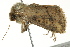  (Leucania cupreata - BIOUG02083-C12)  @13 [ ] CreativeCommons - Attribution (2012) CBG Photography Group Centre for Biodiversity Genomics