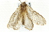  (Eudalaca ammon - BIOUG02085-H03)  @13 [ ] CreativeCommons - Attribution (2012) CBG Photography Group Centre for Biodiversity Genomics