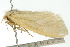  (Cropera sericea - BIOUG02086-G01)  @13 [ ] CreativeCommons - Attribution (2012) CBG Photography Group Centre for Biodiversity Genomics
