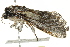  (Aethalopteryx squameus - BIOUG02087-A11)  @13 [ ] CreativeCommons - Attribution (2012) CBG Photography Group Centre for Biodiversity Genomics
