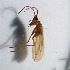  (Limnephilus samoedus - BOLD-0DMQY8C40)  @12 [ ] Copyright (2017) Unspecified Unspecified