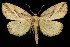  (Argillophora furcilla - 06-JKA-0062)  @14 [ ] CreativeCommons - Attribution (2010) Unspecified Centre for Biodiversity Genomics