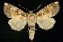  (Papaipema polymniae - 06-JKA-0205)  @14 [ ] CreativeCommons - Attribution (2010) Unspecified Centre for Biodiversity Genomics