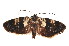  (Allotropha percussana - K292341)  @14 [ ] CreativeCommons - Attribution Non-Commercial Share-Alike (2011) Andrew Mitchell Australian Museum