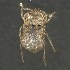  (Exohadrus volutithorax - BOLD-3MGPNICW2)  @11 [ ] CreativeCommons  Attribution Non-Commercial No Derivatives (2018) Nigel Binks University of Waikato