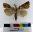  (Chilo sp_AM16 - ww05596)  @11 [ ] CreativeCommons  Attribution NonCommercial (2018) Andrew Mitchell Australian Museum