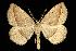  (Somatolophia pallescens - 06-SUSA-0263)  @15 [ ] CreativeCommons - Attribution (2010) Unspecified Centre for Biodiversity Genomics