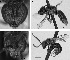  (Lasioglossum puteulanum - D0288C12-FL)  @14 [ ] CreativeCommons - Attribution Non-Commercial Share-Alike (2010) Unspecified York University