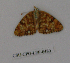  (Phyciodes pallidus - CSU-CPG-LEP-0480)  @11 [ ] Copyright (2009) Unspecified Colorado State University