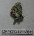  (Euphilotes glaucon intermedia - CSU-CPG-LEP-0545)  @12 [ ] Copyright (2009) Unspecified Colorado State University