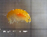  (Orchomenella rotundifrons - MT002Oro011)  @11 [ ] CreativeCommons  Attribution Non-Commercial Share-Alike (2017) Meike A. Seefeldt Ruhr University Bochum/ Alfred Wegener Institute