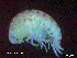  (Orchomenella infinita - MT009Oul006)  @11 [ ] CreativeCommons  Attribution Non-Commercial Share-Alike (2017) Meike A. Seefeldt Ruhr University Bochum/ Alfred Wegener Institute