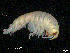  (Abyssorchomene charcoti - MT002Ach006)  @11 [ ] CreativeCommons  Attribution Non-Commercial Share-Alike (2017) Meike A. Seefeldt Ruhr University Bochum/ Alfred Wegener Institute