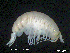  (Pseudorchomene plebs - MT002Ppl001)  @11 [ ] CreativeCommons  Attribution Non-Commercial Share-Alike (2017) Meike A. Seefeldt Ruhr University Bochum/ Alfred Wegener Institute