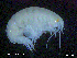  ( - MT013Hke004)  @11 [ ] CreativeCommons  Attribution Non-Commercial Share-Alike (2017) Meike A. Seefeldt Ruhr University Bochum/ Alfred Wegener Institute