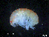  ( - MT009Hke003)  @11 [ ] CreativeCommons  Attribution Non-Commercial Share-Alike (2017) Meike A. Seefeldt Ruhr University Bochum/ Alfred Wegener Institute