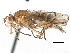  (Dryomyzidae - CCDB-21321-C07)  @15 [ ] CreativeCommons - Attribution (2014) CBG Photography Group Centre for Biodiversity Genomics