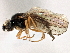  (Rhopalopterum umbrosa - CCDB-21329-A06)  @11 [ ] CreativeCommons - Attribution (2014) CBG Photography Group Centre for Biodiversity Genomics