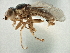  (Meromyza canadensis - CCDB-21329-C02)  @11 [ ] CreativeCommons - Attribution (2014) CBG Photography Group Centre for Biodiversity Genomics